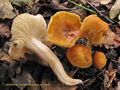 Hygrophorus arbustivus